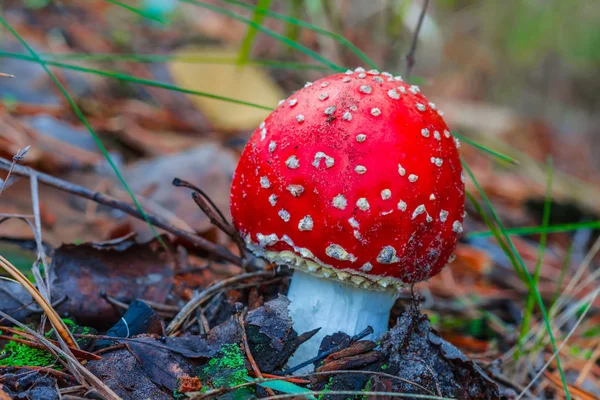 bir ormandaki closeup kırmızı flyagaric mantar