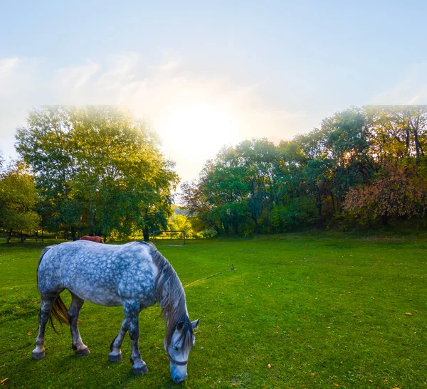 緑の牧草地に白い馬 — ストック写真