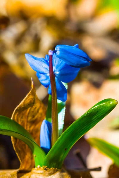 小蓝春季花朵通过干燥的叶子生长的特写 — 图库照片