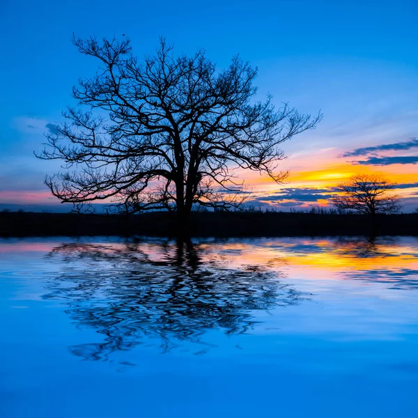 Árbol Seco Solo Reflejado Lago Atardecer — Foto de Stock