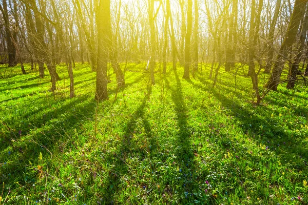 Pădure Verde Lumina Soarelui — Fotografie, imagine de stoc