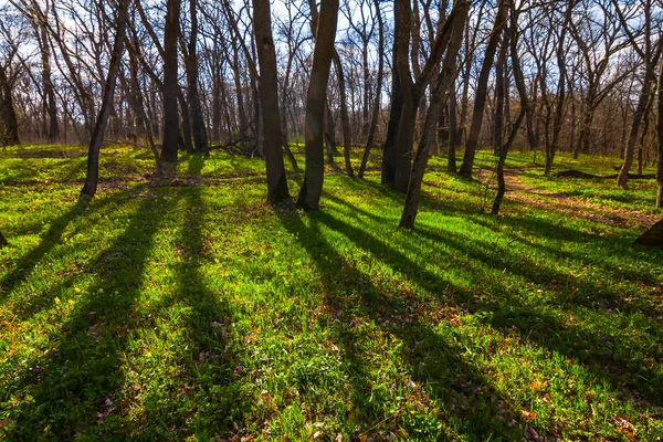 Prachtige Lente Groen Bos Een Stralen Van Zon — Stockfoto