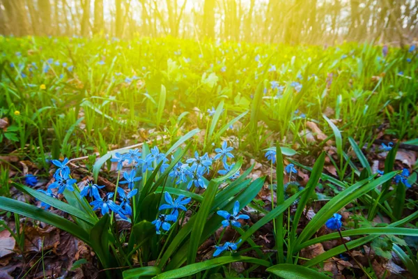 Beautiful Spring Forest Glade Sunlight — Stock Photo, Image