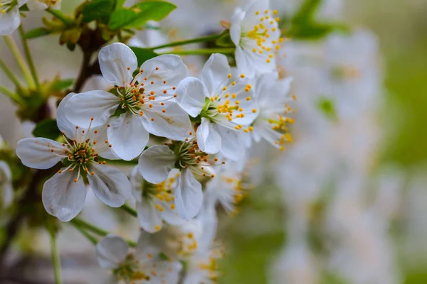 Nahaufnahme Weiße Kirschblüte Auf Einem Ast — Stockfoto