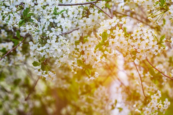 花の美しい桜の木支店 — ストック写真