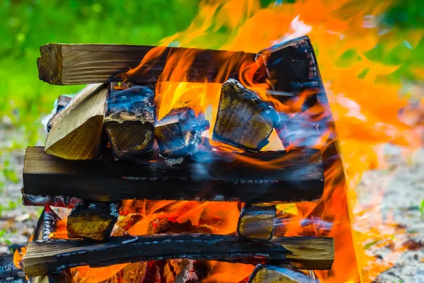 Primo Piano Fuoco Campo Una Foresta Estiva — Foto Stock