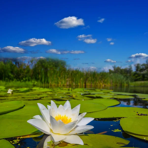 Beautiful Water Lily Summer River — Stock Photo, Image