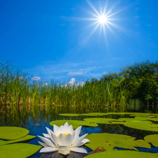 Beautiful Summer River Lilies — Stock Photo, Image