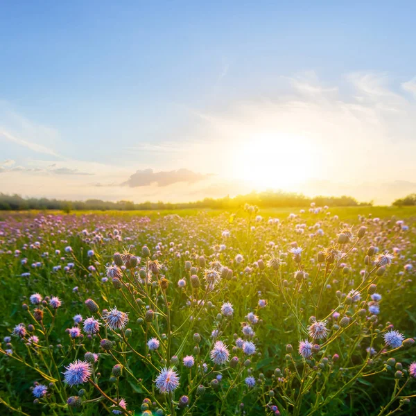 Bella Prateria Estiva Tramonto — Foto Stock