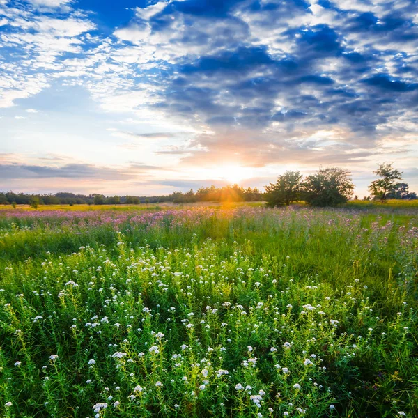 日落时的美丽夏日草原 — 图库照片