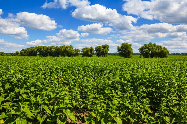 Campo Rural Verano Bajo Cielo Nublado —  Fotos de Stock