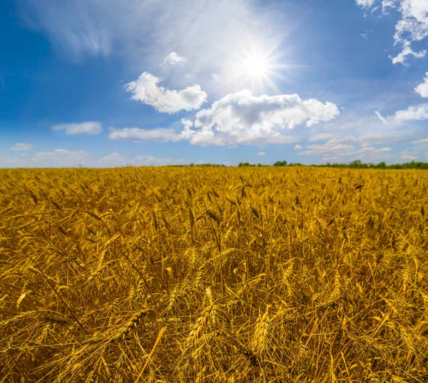 Hermoso Verano Campo Trigo Paisaje — Foto de Stock