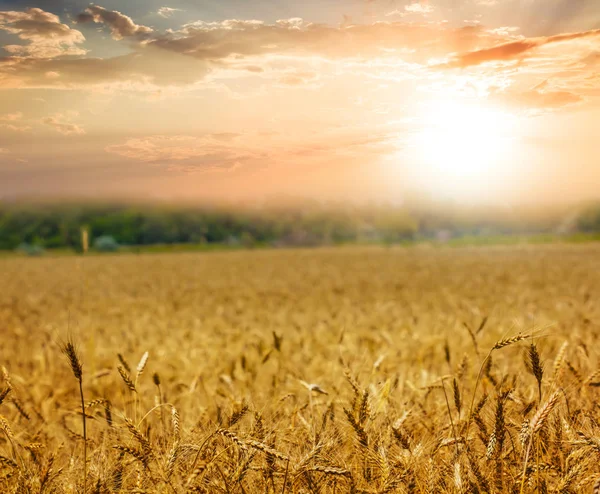 Summer Wheat Field Sunset — Stock Photo, Image