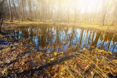 Bahar sahne, günbatımında bir ormandaki küçük bir göl