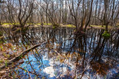 bir su ormanda güzel bahar
