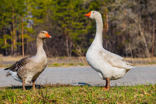 Pair Gooses Village — Stock Photo, Image