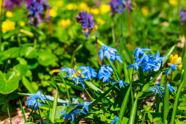 Krzew Niebieski Kwiaty Lesie Wiosna Zbliżenie — Zdjęcie stockowe
