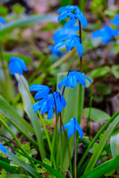 青い花のクローズ アップのブッシュ — ストック写真