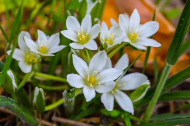 bir çim closeup beyaz çiçekler
