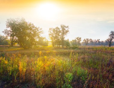 Yaz orman olay yerinde günbatımı