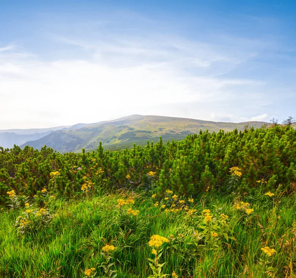 güzel yeşil dağ Vadisi manzara