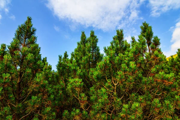 Closeup Pine Tree Bush Een Blauwe Hemelachtergrond — Stockfoto