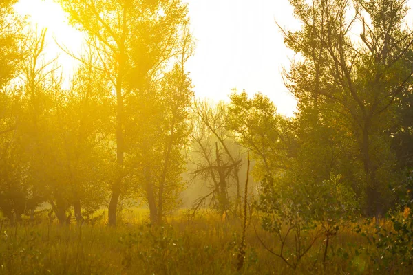 Summer Forest Early Morning — Stock Photo, Image