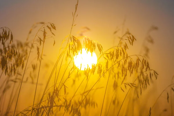 Closeup Prairie Grass Sunset — Stock Photo, Image