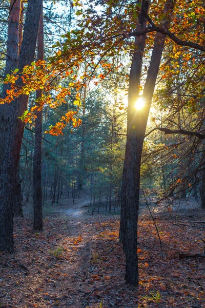Autumn Forest Oak Tree Rays Sun — Stock Photo, Image