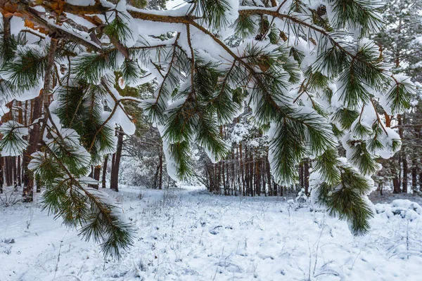 Gros Plan Branche Pin Dans Une Neige — Photo