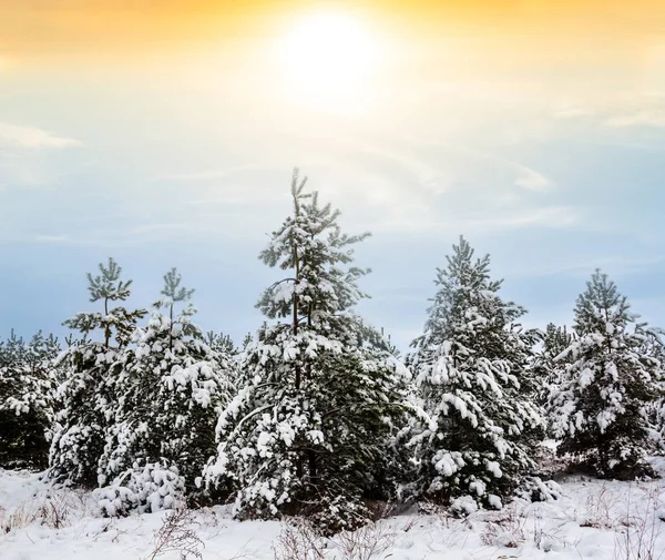 Calme Hiver Neige Paysage Forestier — Photo