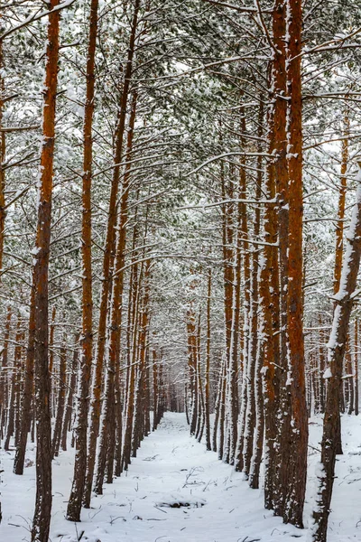 Las Sosnowy Snowbound Zimy — Zdjęcie stockowe