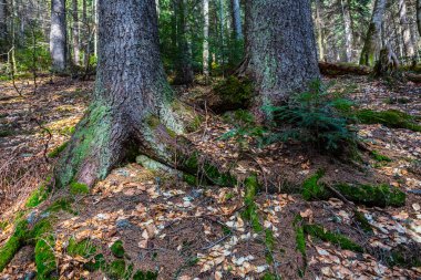 bir ormandaki closeup çam ağacı varil