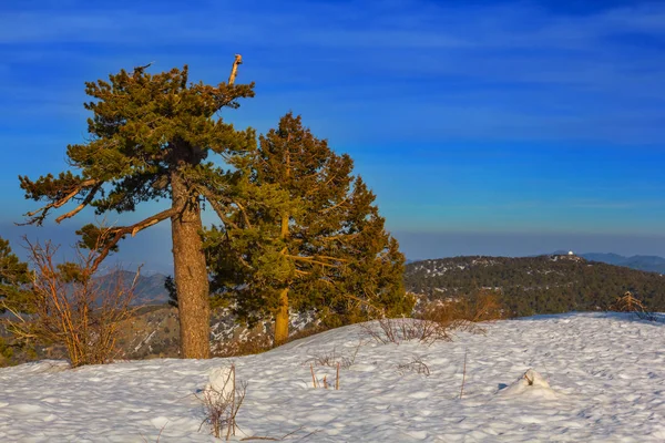Naaldboom Een Bergplateau Een Sneeuw — Stockfoto