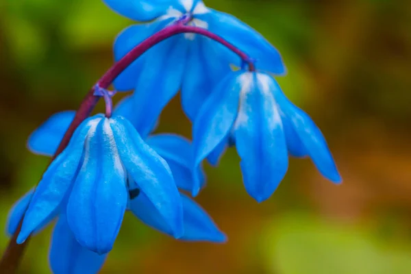 Krásná Detailní Modrá Jarní Bell Květiny — Stock fotografie