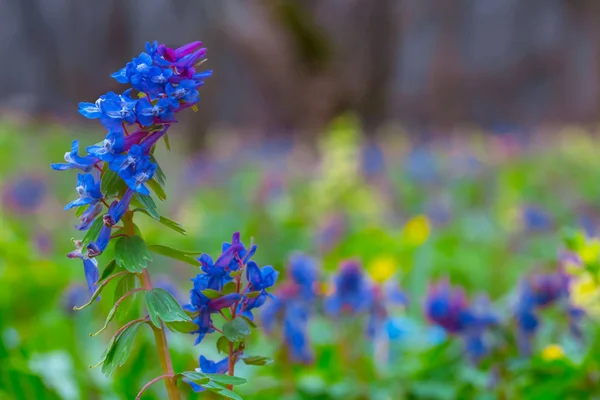 Vackra Närbild Blå Blommor Våren Skog — Stockfoto