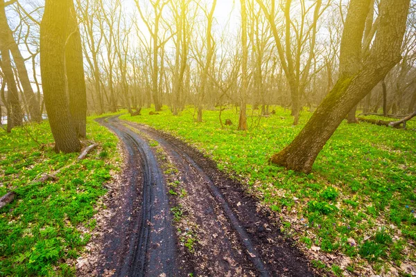 Грязная Грунтовая Дорога Через Весенний Зеленый Лес — стоковое фото