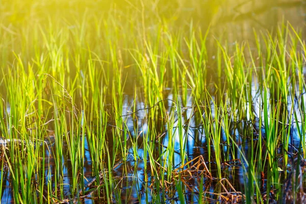 Closeup Groen Gras Spruiten Het Water Voorjaar Achtergrond — Stockfoto