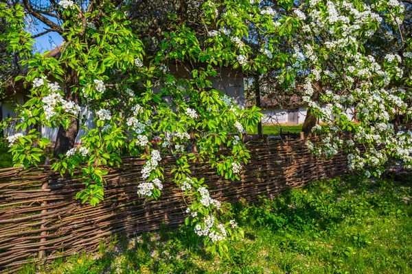 closeup garden scene, wooden fence and a trees