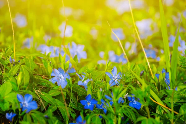 Hermoso Primer Plano Flores Azules Luz Del Sol —  Fotos de Stock