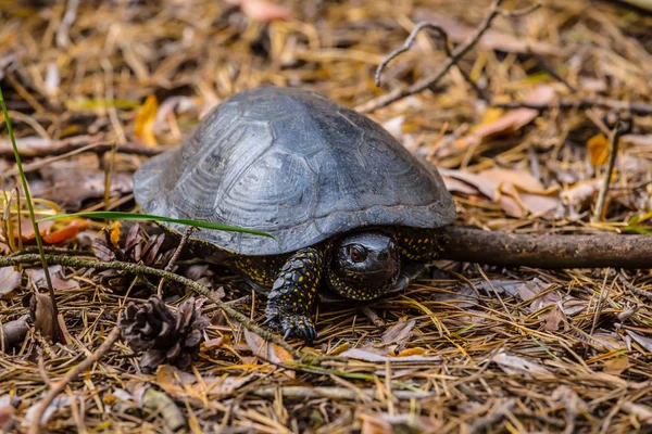Small Turtle Walk Forest — Stock Photo, Image