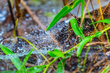 bir çim bir yağmur sonra closeup örümcek ağı