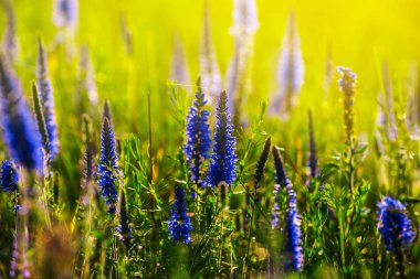 Yaz çayır çiçeklerle bir güneş ışığı