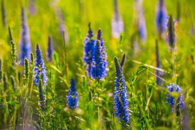 güzel closeup mavi çiçekler bir Prairie