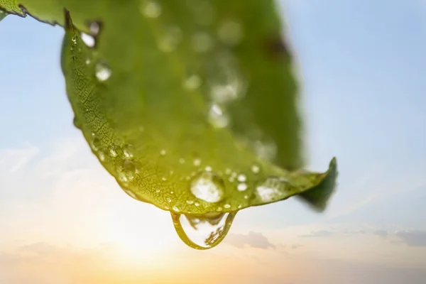 Closeup Folha Verde Com Gota Água Fundo Céu Noite — Fotografia de Stock