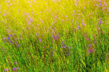 bir güneş ışığı güzel yeşil yaz çayır