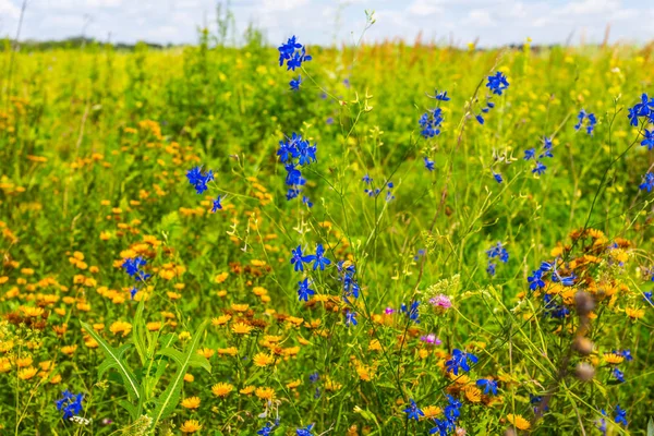 夏天草原场面与美丽的花 — 图库照片