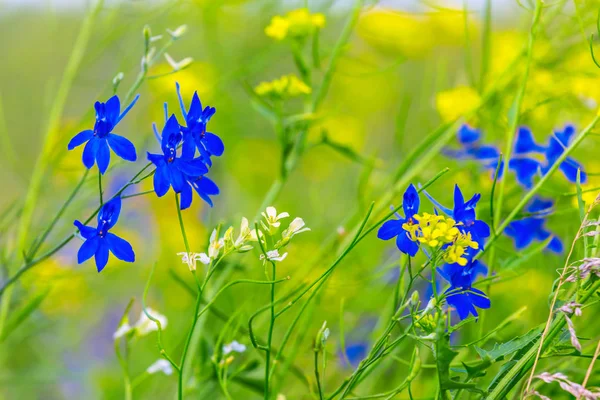 草原上的特写蓝色花朵 — 图库照片