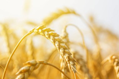 closeup buğday alanında bir güneş ışığı