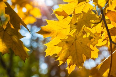 closeup sonbahar akçaağaç ağaç dalı